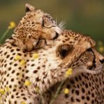 Wild Life Cheetah Amazing Images HD Wallpapers