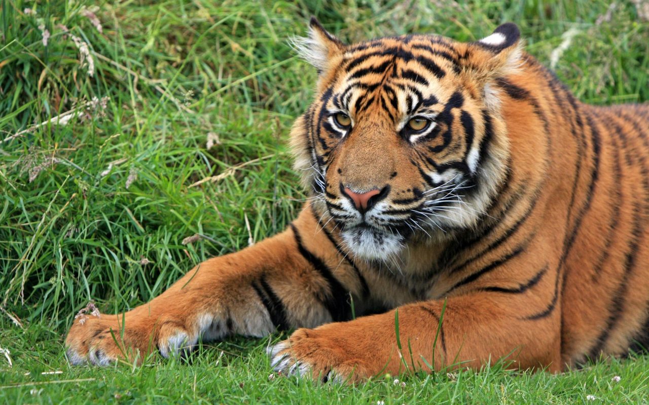 Extraordinarily Muscular And Powerful Tiger Beautiful Images For HD ...