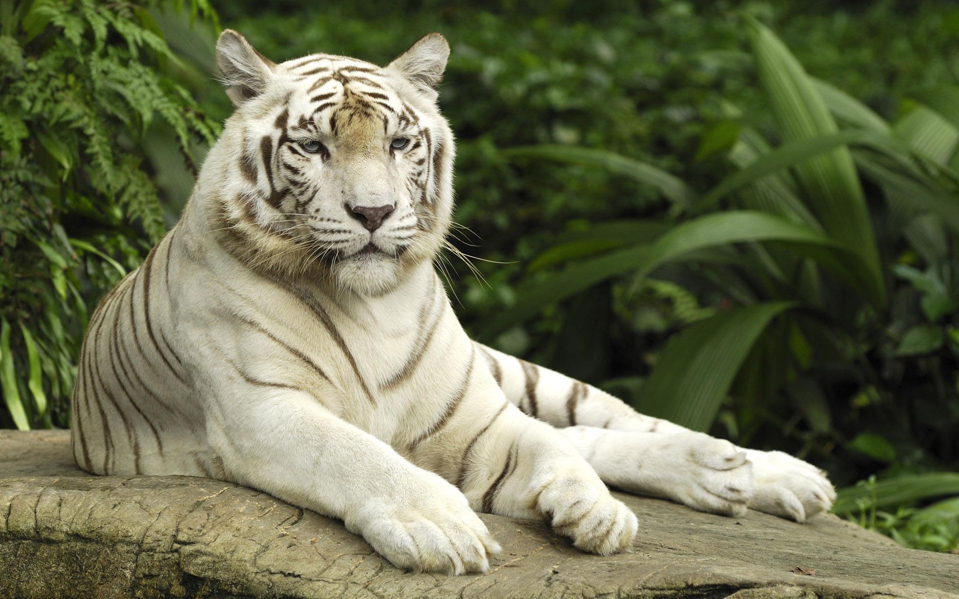 Beautiful Snow Tiger And White Tiger Awesome Images HD Wallpapers ...