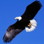 Wild And Free Bald Eagle Stunning Images For HD Wallpapers