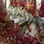 Wild Gray Wolf Images For Wallpapers In HD