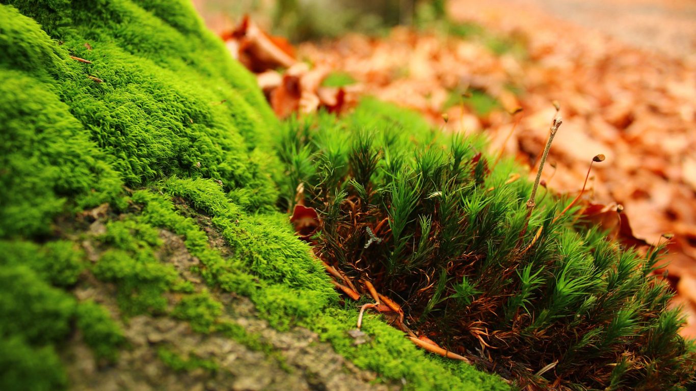 Most Beautiful Green Nature Scenery HD Wallpapers Collection - Best