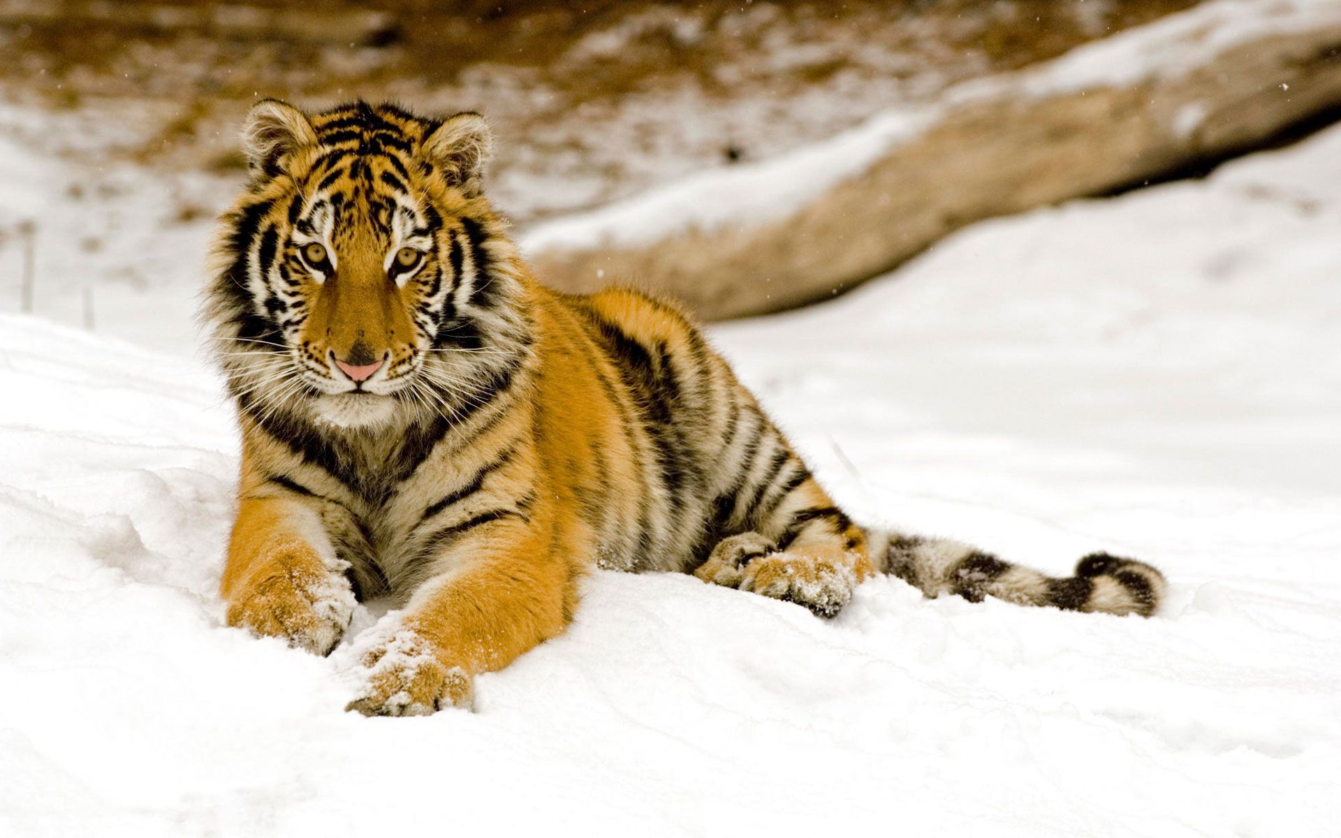 Beautiful Snow Tiger And White Tiger Awesome Images HD Wallpapers ...