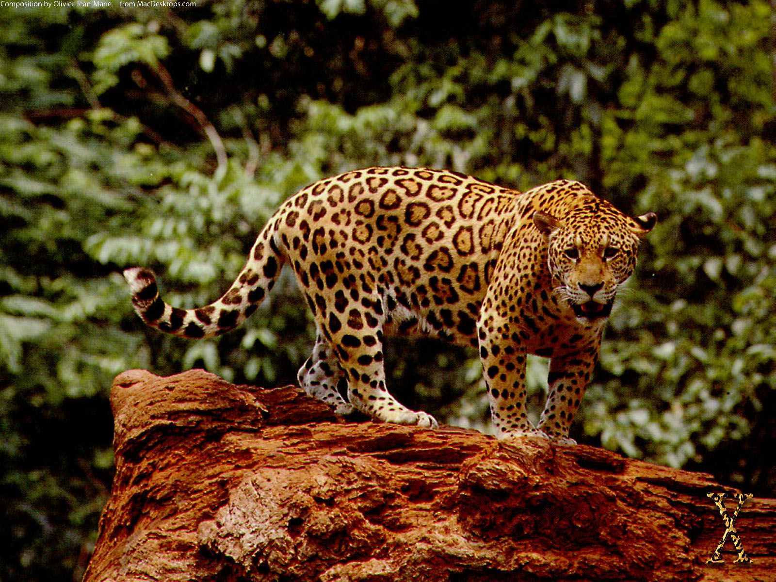 Jaguar The Big Cat Terrible Pictures For Wallpapers In HD ...